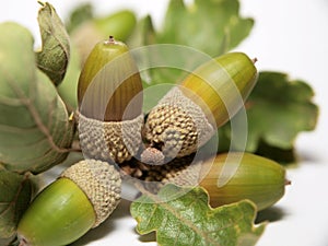 Oak leaves and acorns photo