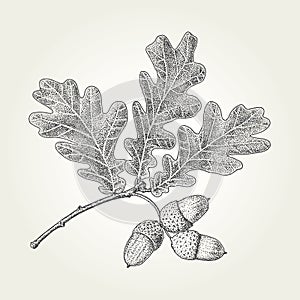 Oak leaves and acorns drawing