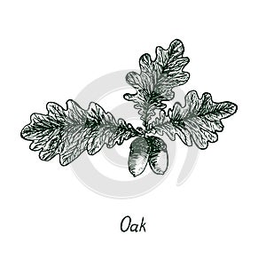 Oak leaves and acorns, hand drawn doodle, sketch, black and white illustration