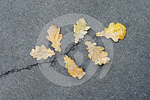 Oak leaves on asphalt