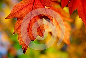 Oak leaves autumn