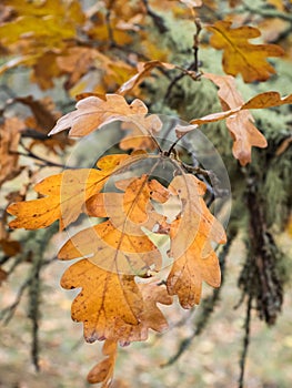 Oak leaves in autumn