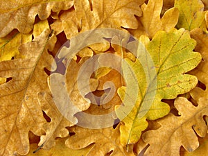 Oak leaves background