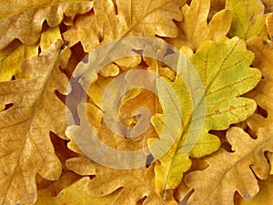 Oak leaves background