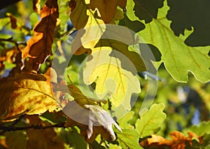 Oak leaves background