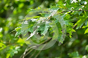 Oak leaves background