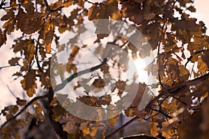 Oak leaves background.