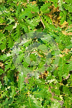 Oak leaves background