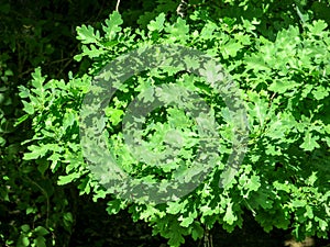 Oak leaves background