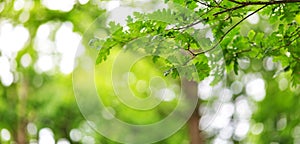 Oak leaves background in summer with beautiful sunlight