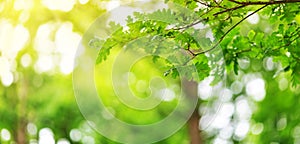 Oak leaves background in summer with beautiful sunlight