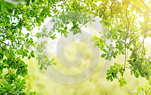 Oak leaves background in summer with beautiful sunlight