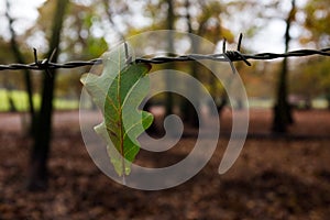 Oak leaves in the barbed wire