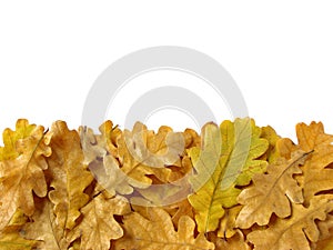 Oak leaves border