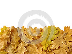 Oak leaves border