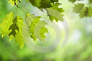 Oak Leaves on Branch against Green Canopy