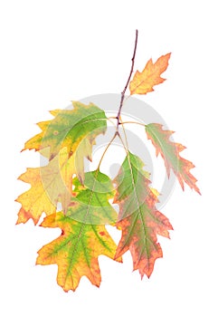 Oak leaves on a branch isolated white background