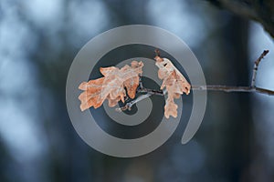 Oak leaves on the branch at winter evening