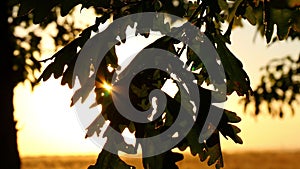 Oak leaves close-up on a tree in the forest against a sunset background. The rays of the sun pass through the leaves of