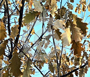 Oak leaves covered with hoar-frost in the winter sun