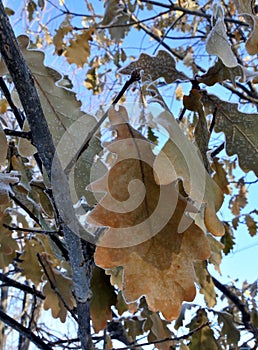 Oak leaves covered with hoar-frost in the winter sun