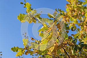 Oak leaves in dew in the autumn sunlight