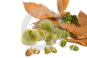 Oak leaves with dry chestnut leaves with curls and acorns isolated on white. Autumn background