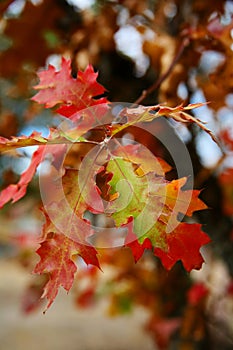 Oak Leaves in Fall