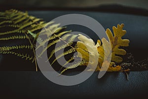 Oak leaves and fern placed on the dashboard of the car. Travel, explorer and autumn concept. Cloudy day