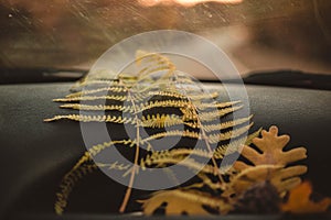 Oak leaves and fern placed on the dashboard of the car. Travel, explorer and autumn concept. Cloudy day