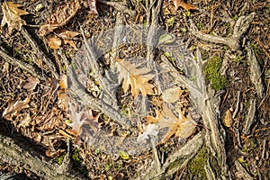 Oak Leaves in a Forest