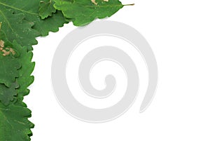 Oak leaves frame