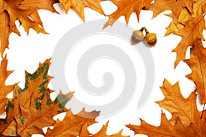 Oak leaves frame