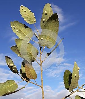 Oak leaves with galls of oak gall wasp