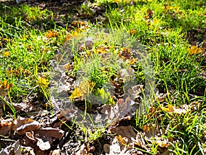 oak leaves in green grass lit by sun at meadow