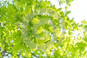 Oak leaves, green spring backgroun