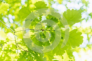 Oak leaves, green spring backgroun