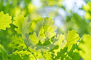 Oak leaves, green spring backgroun