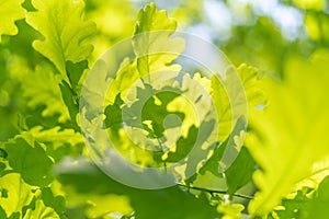 Oak leaves, green spring backgroun