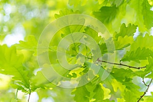 Oak leaves, green spring backgroun