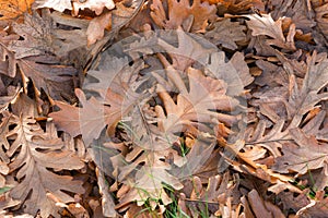 Oak Leaves on the ground during Fall Season