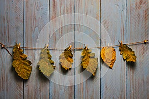 Oak leaves hanging on the twine against blue wooden rustic board. Autumn concept