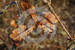 Oak leaves with hoarfrost