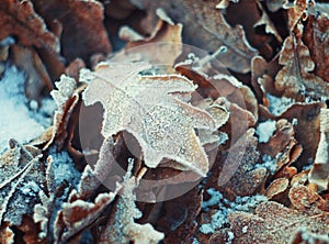Oak leaves with hoarfrost lying on the snow