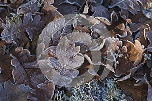 Oak leaves in hoarfrost in the morning