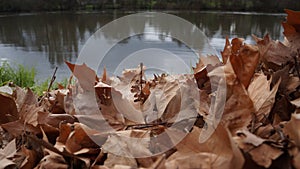 Oak Leaves litter riverside in New Zealand