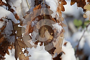 Oak leaves in the Snow