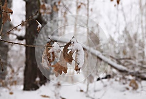 Oak leaves in snow in winter forest