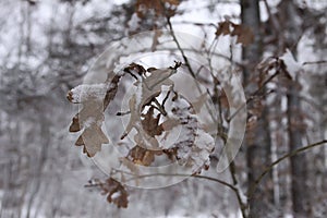 Oak leaves in snow in winter forest