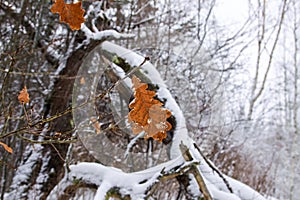 Oak leaves in snow in winter forest